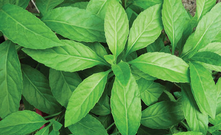 Longevity Spinach | What it is & Why You Should Be Growing It