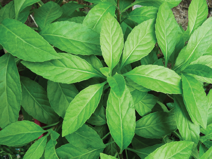 Longevity Spinach | What it is & Why You Should Be Growing It