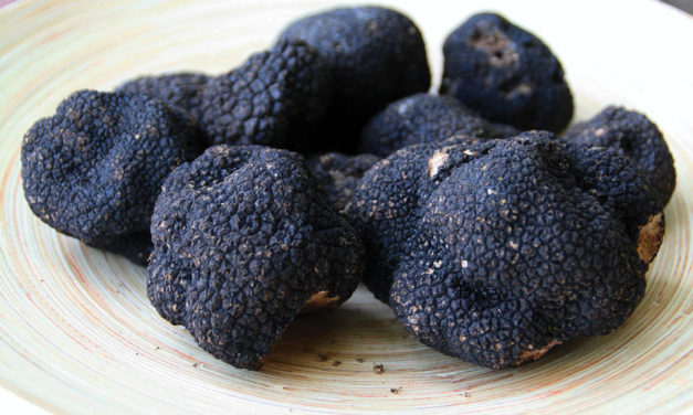 Get the Pigs! We’re Going on a Truffle HUNT!