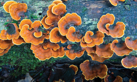 Turkey Tail Mushrooms  Take Your Immune System on a (Health) Trip