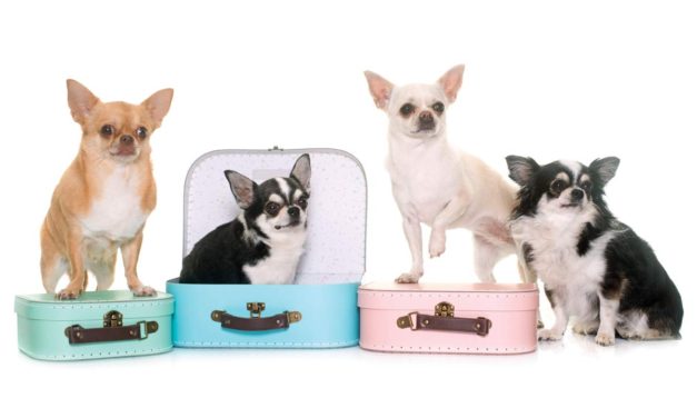 Traveling with Your Pet?