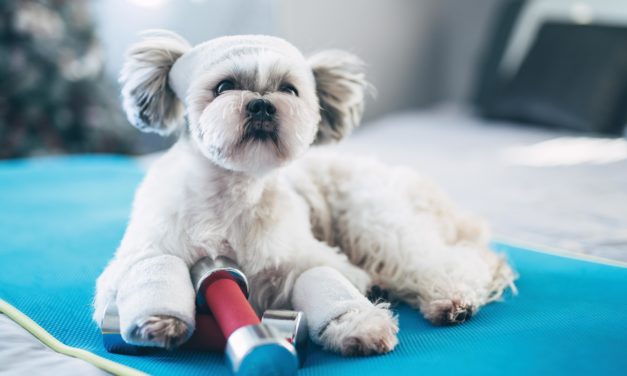 Get That Pup In Shape!