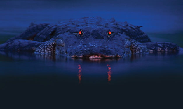 Experience Primal Fear