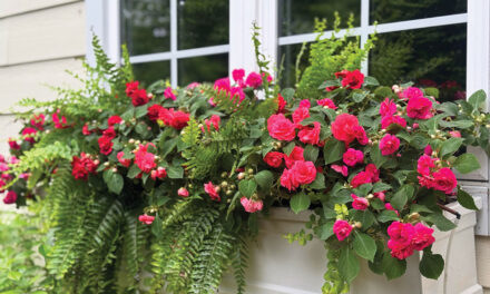 Bringing Color, Care, &  WOW-Worthy Beauty to Orlando